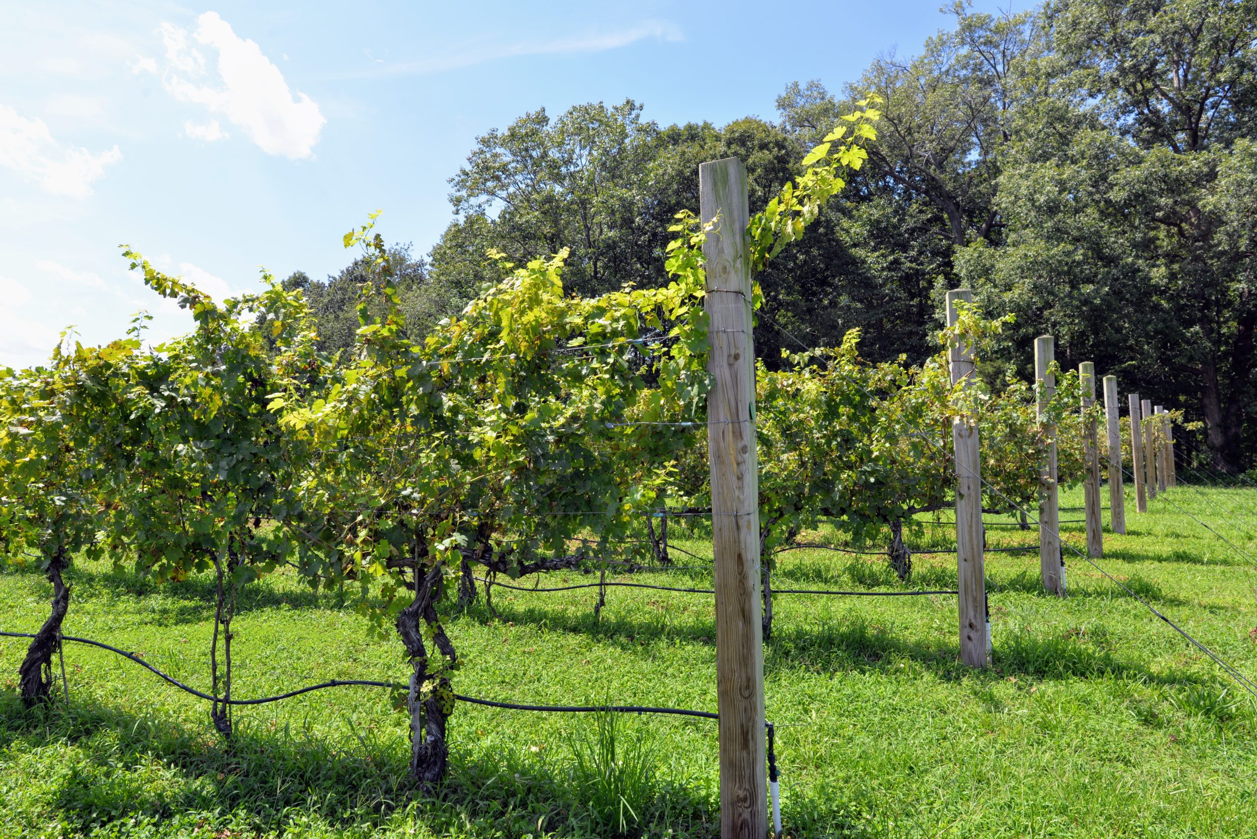 Castle Glen Winery Vineyard grape vine closeup